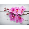 WEBLUX Fototapeta vliesová Pink orchid flower. - 80265794 Růžová orchidejová květina., 270 x 200 cm