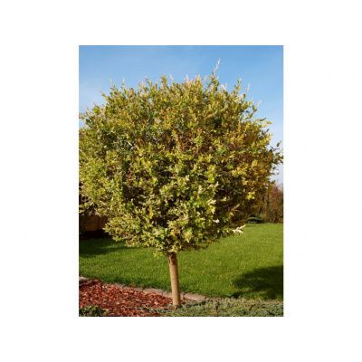 Salix integra ´Hakuro Nishiki´ - NA KMÍNKU 100 cm Vrba japonská ´Hakuro Nishiki´ NA KMÍNKU 100 cm (roubovaný kultivar)