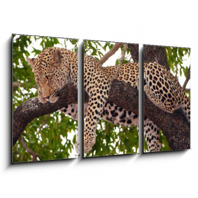 Obraz 3D třídílný - 90 x 50 cm - Leopard sleeping on the tree Leopard spí na stromu