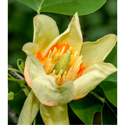 Liliovník tulipánokvětý - Liriodendron tulipifera - semena liliovníku - 10 ks
