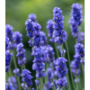 Levandule lékařská Provence Blue - Lavandula angustifolia - semena levandule - 15 ks
