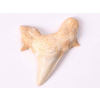 Magieprirody.cz Fosilie žraločí zub velký 6 cm #144