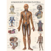 Vydavatelství Poznání Anatomický plakát - Lymfatický systém člověka 47 x 63 cm