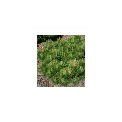 Pinus nigra Hornibrookiana C5L