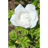 růže svraskalá ANGELIA® WHITE (Rosa rugosa 'Minrugo2w')