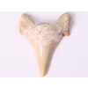 Magieprirody.cz Fosilie žraločí zub velký 6 cm #163