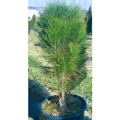 Pinus nigra 'Green Tower' Prodejní velikost: 020/030, Velikost hrnku: 3 l Borovice černá