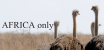 ověřený obchod AFRICA only