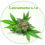 cannamama.it