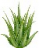 Aloe vera produkty