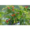 Rawit (semená) chilli