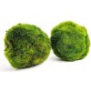 Riasogula do akvária – Marimo moss ball 4–5 cm