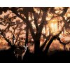 ZUTY Maľovanie podľa čísel - SRNKA PRI STROME (D. RUSTY RUST) Rámovanie: vypnuté plátno na rám, Rozmer: 80x100 cm