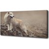 Foto obraz na plátne do obývačky Biely vlk na skale 100x50 cm
