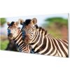 Obraz na akrylátovom skle Zebra 100x50 cm