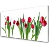 Sklenený obklad Do kuchyne Tulipány kvety rastlina 100x50 cm