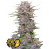 Fast Buds Semená kanabisu Banana Purple Punch Auto 5 ks