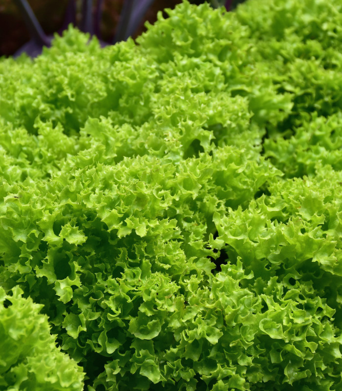 Šalát listový kučeravý Lollo Bionda - Lactuca sativa - semená šalátu - 450 ks