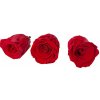 Stabilizovaná preparovaná ruža 4cm - červená