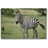 Vymalujsisam.sk Diamantovanie podľa čísiel - Zebra vo voľnej prírode Veľkosť: 40x60cm, Rám: Na plastovej doske, Diamanty: Hranaté