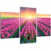 Obraz - polia kvetov (Obraz 90x60cm)