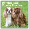 Cavalier King Charles Spaniels 16 Monats 2026