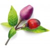 Click & Grow 4742793008745 sada príslušenstvo pre pestovanie 3 kusov Chilli paprička Uvádzacia sada