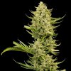 Seedsman Tangerine Snow F1 Fast semena neobsahují THC 1 ks