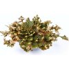 Botanic Ruža z Jericha - Celá rostlina