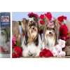 Norimpex Diamantové maľovanie Psíci v ružiach 30 x 40 cm