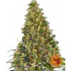 Barney's Farm Amnesia Haze Auto neobsahuje THC 5 ks