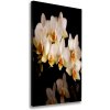 Vertikálny foto obraz na plátne do obývačky Orchidea 50x100 cm