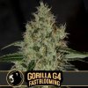 Blimburn Seeds Cannabis Seeds Gorilla Glue G4 Fast Blooming 9 ks