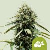 Royal Queen Seeds Haze Berry AUTO semena neobsahují THC 5 ks