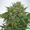 Ministry of Cannabis Instakush semena neobsahuji THC 25 ks