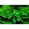 Anubias barteri var. nana v blistru