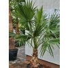 Washingtonia robusta s výškou kmeňa 57 cm v celkovej výške 230 cm