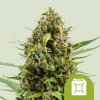 Royal Queen Seeds Cannabis Seeds Diesel Auto 1 pcs