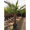 Trachycarpus fortunei Premium s výškou kmeňa 60-80 cm