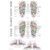 Mapa - Reflexologie nohy - Růžička Radomír Dr.