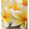 DIMEX fototapeta Plumeria MS-3-0140 - 225 x 250 cm (150g VLIES - LEPIDLO ZADARMO)
