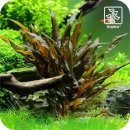 Cryptocoryne wendtii 'Tropica'