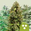 Royal Queen Seeds - Autoflowering Mix 5 ks - Semená neobsahujú THC.