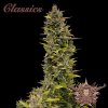 Buddha Seeds - AK 100 ks - Semená neobsahujú THC