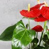 Anthurium Andraeanum Joli red
