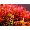 Rotala rotundifolia Red