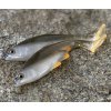 TOMY'S BAIT Roach Nat YT 5,2