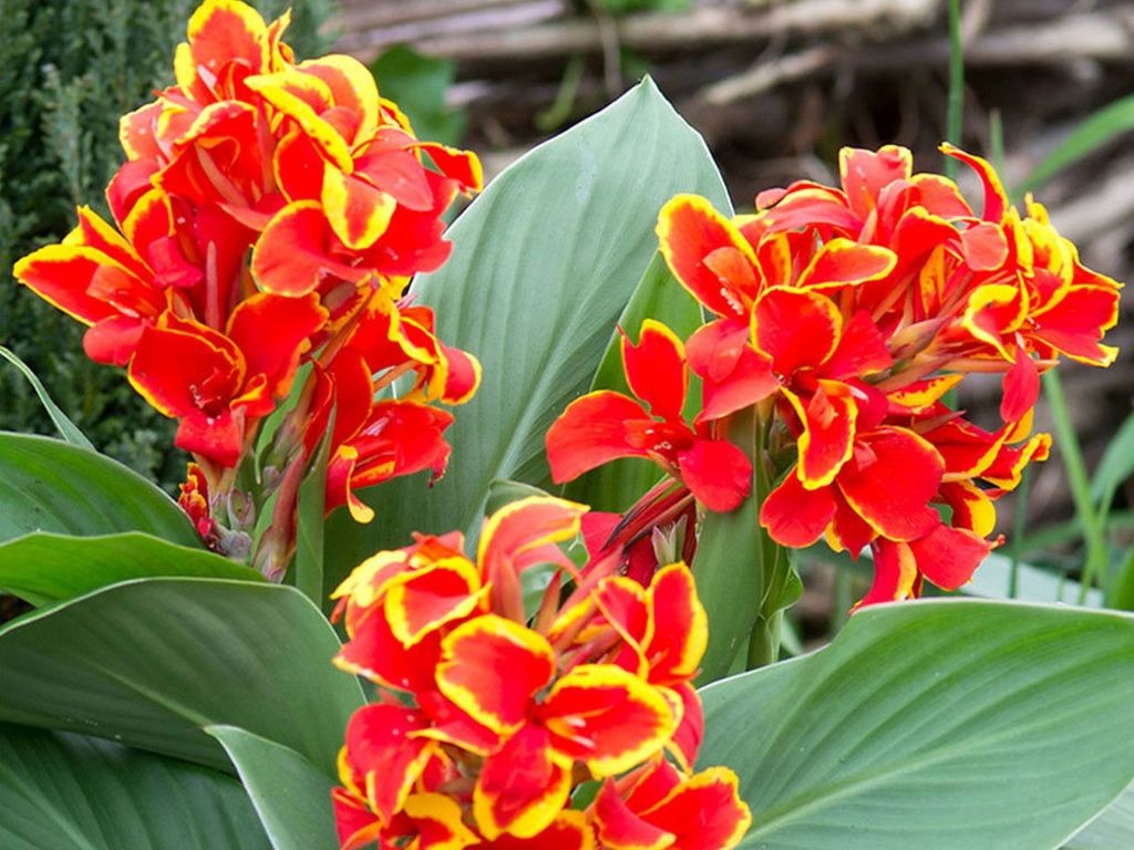 Canna indická CANNOVA Red Golden Flame - Kana, kont. 1 l