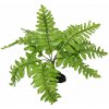 Repti Planet rastlina Nephrolepis 20 cm