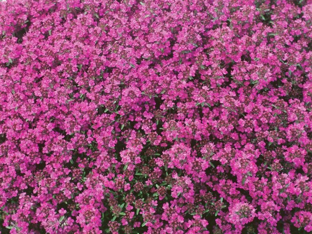 Thymus praecox Red Carpet - Dúška, kont. 0,5 l